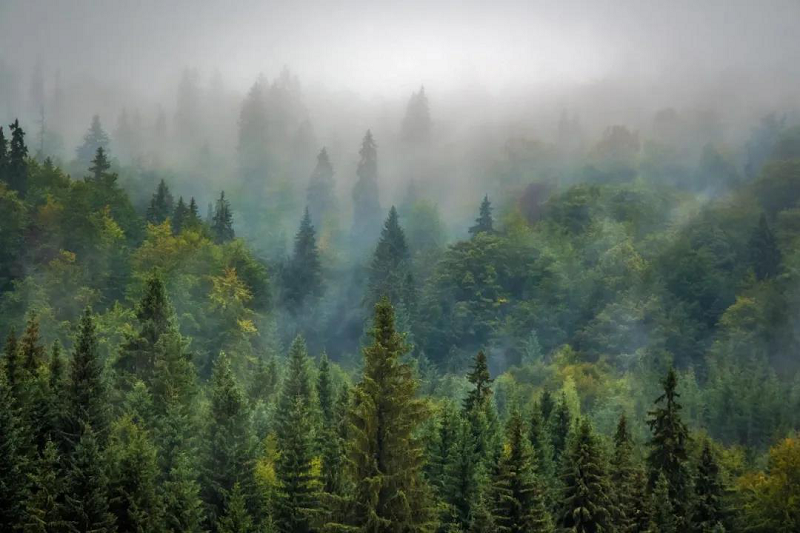 植樹節|茄子视频色版在线观看地板構建健康家居，嗬護地球生態 圖片2