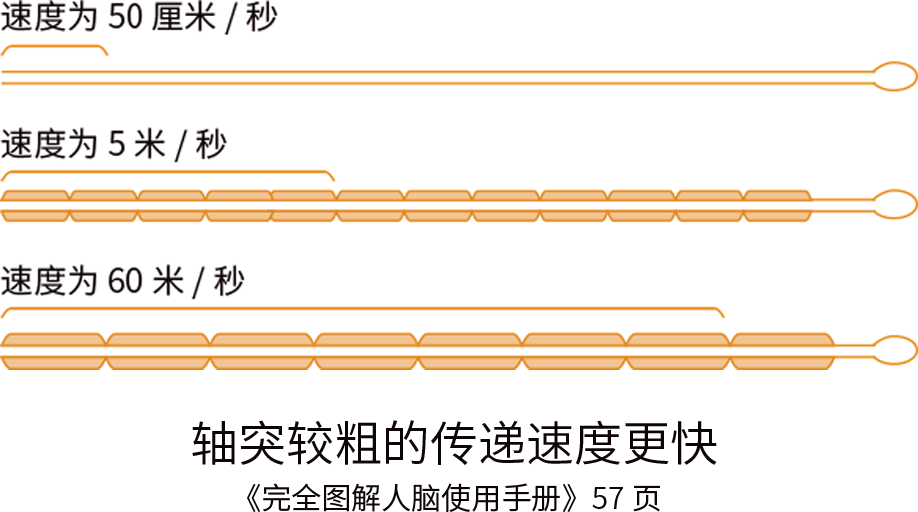 富氧讓你的大腦效率從2G變5G！ image3