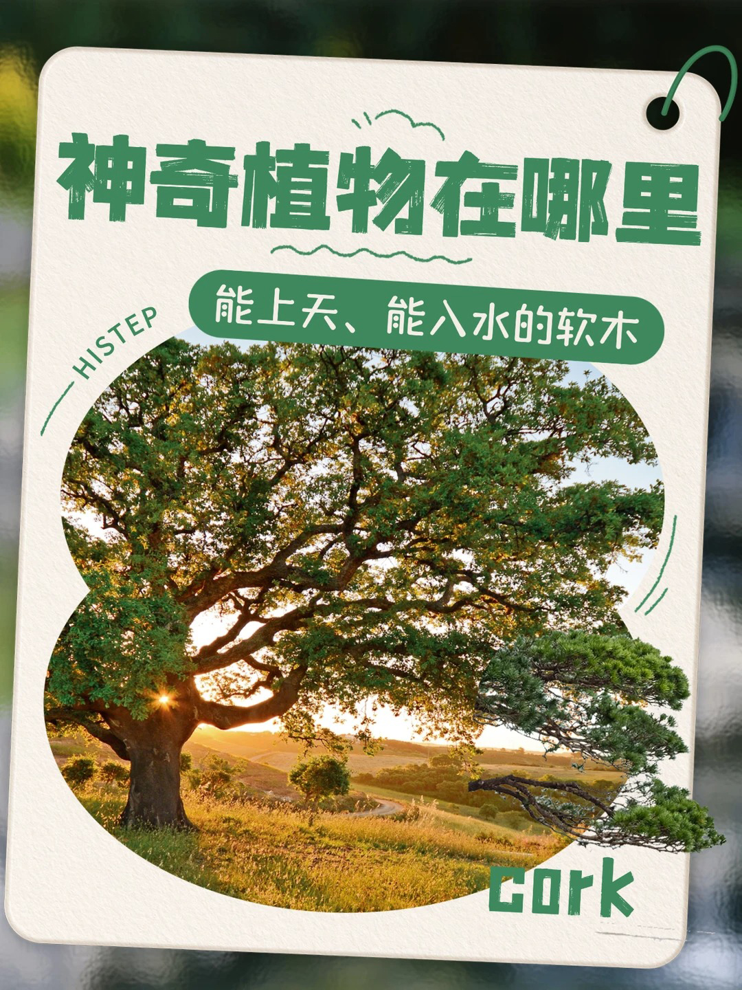 神奇植物在哪裏，能上天、能入水的軟木！ 圖片15