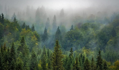 植樹節|茄子视频色版在线观看地板構建健康家居，嗬護地球生態